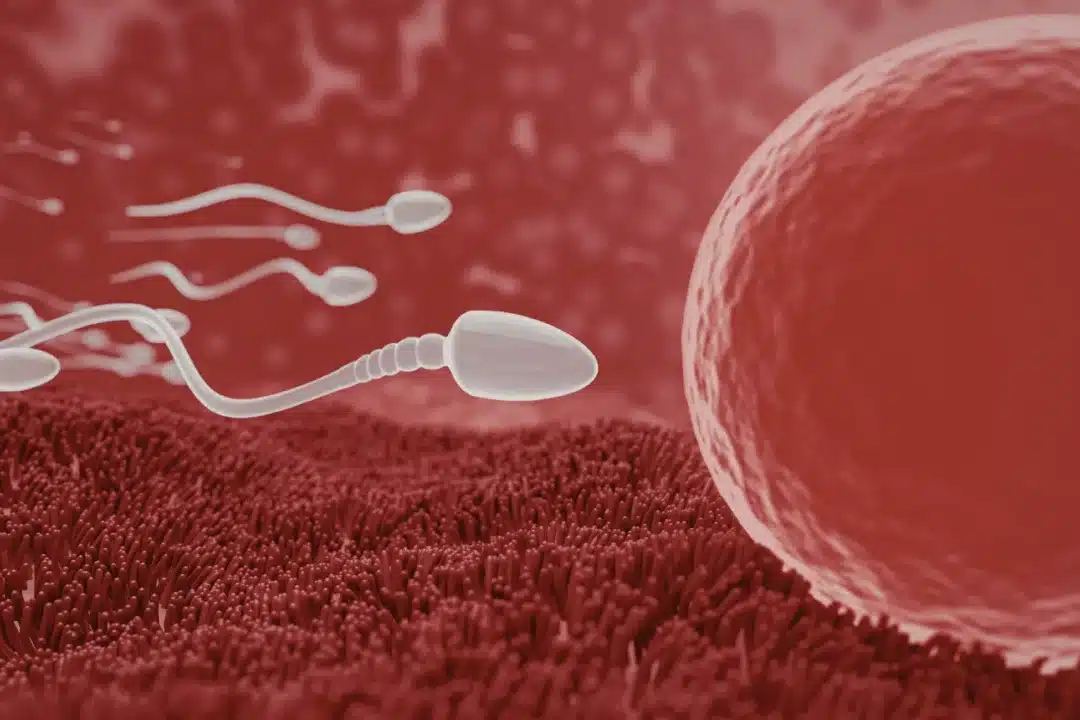 What is Oocyte activation?