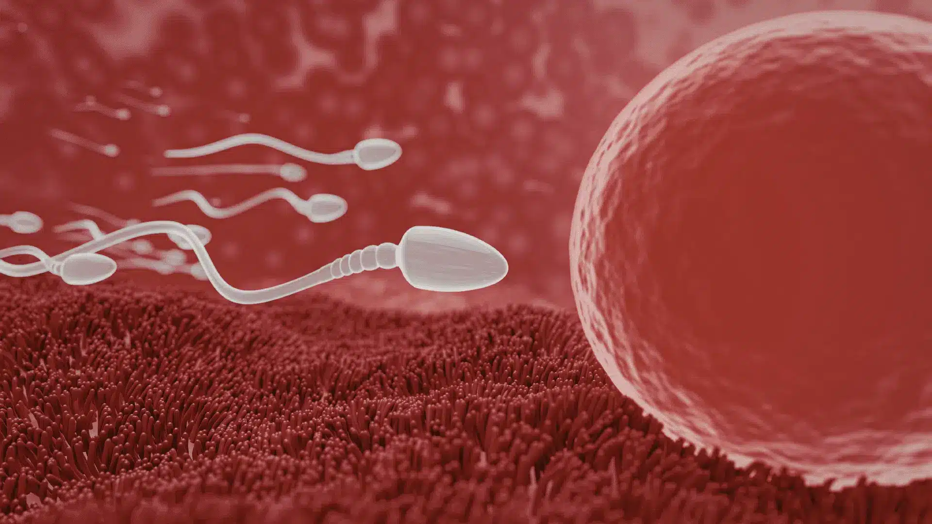 What-is-Oocyte-activation.png